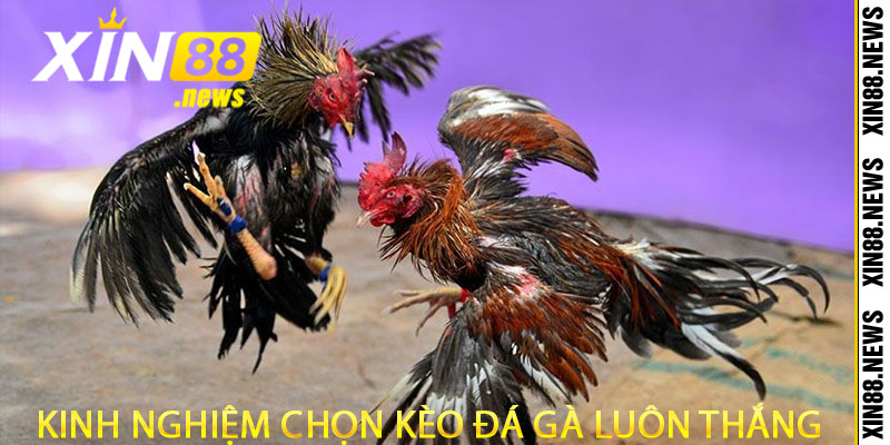 Kinh Nghiệm Chọn Kèo Đá Gà